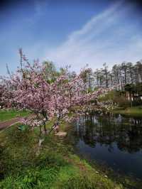 武漢青山公園免費看櫻花、海棠花、桃花