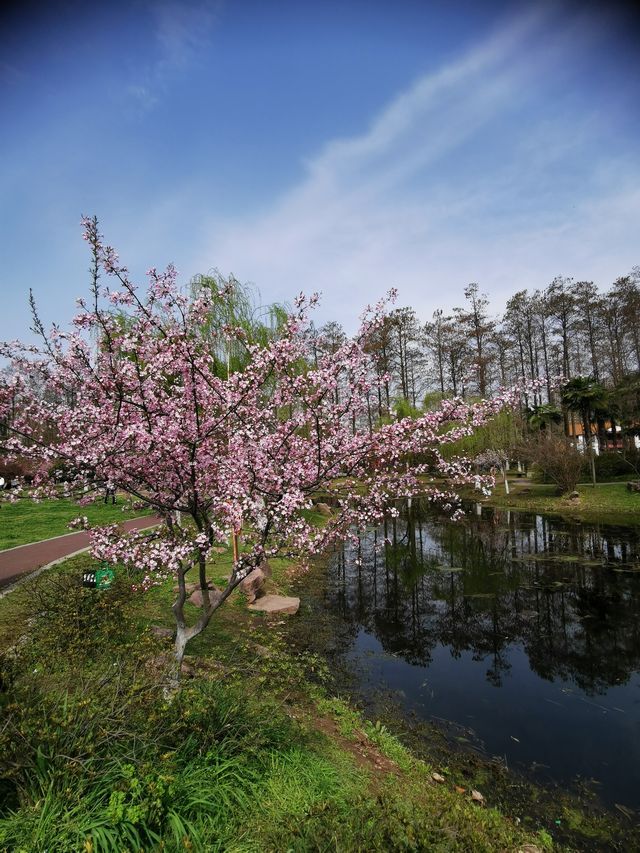 武漢青山公園免費看櫻花、海棠花、桃花