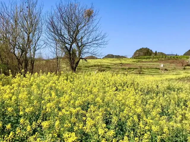 Documenting the beautiful scenery of the rapeseed flowers in Luoping