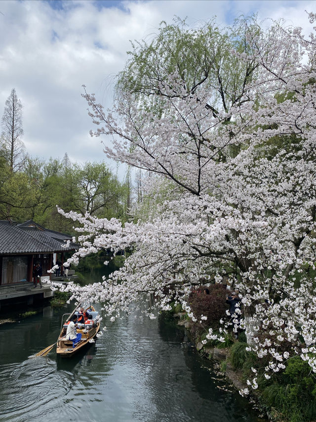 西湖賞花地圖，我已滾瓜爛熟