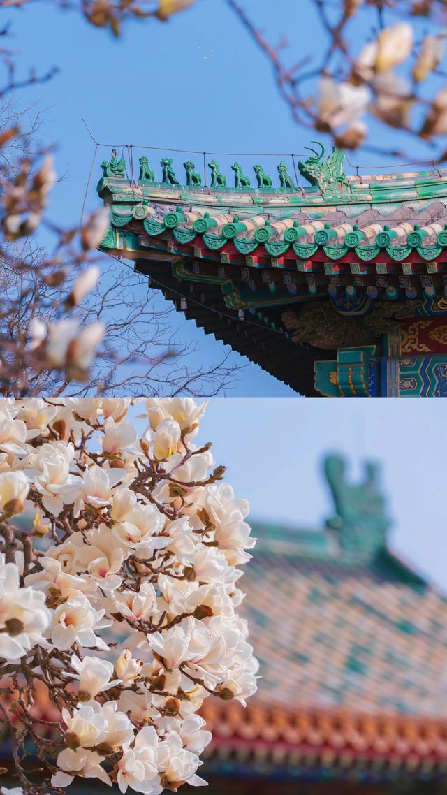 緊鄰故宮的小眾寺廟，人少景美的賞花勝地