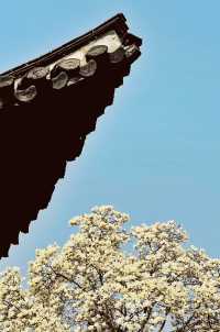 揚州何園的白玉蘭，驚豔了整個春天！