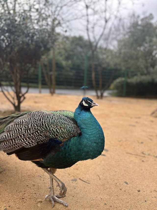 0元攜娃去杭州野生動物園！