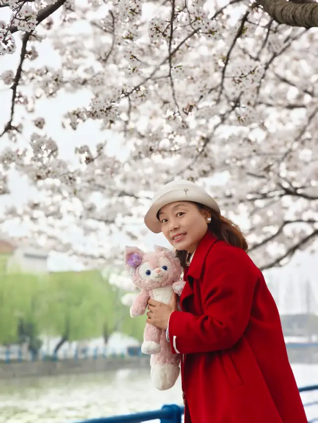 上海の桜の名所—浦東高東町の桜園