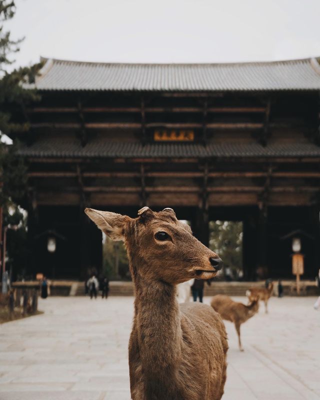 日本京都｜為了一群鹿去了一座城