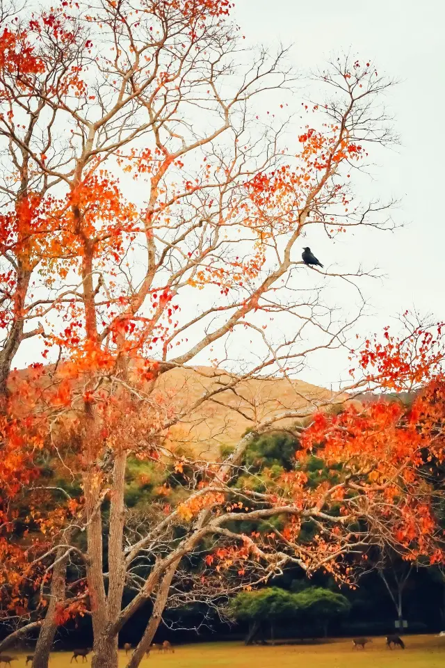 Global Autumn Pursuit | Nara Park during the Maple Leaf Season