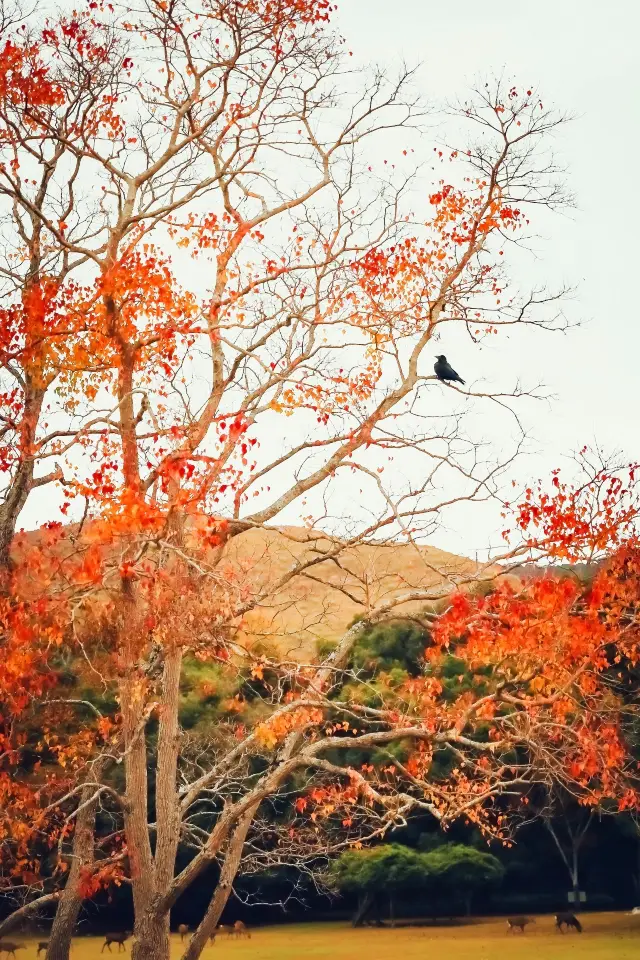 ตามหาฤดูใบไม้ร่วงทั่วโลก | ฤดูใบไม้เปลี่ยนสีที่สวนนารา