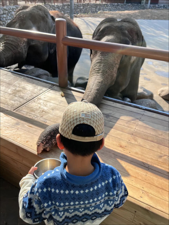 親子春日遊園記 |大興野生動物園遊玩全攻略