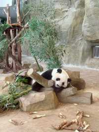成都遛娃 十一假期看熊猫不打擠攻略！
