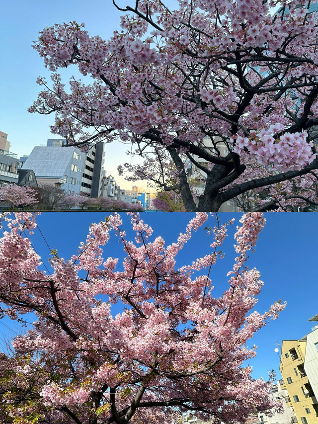 木場公園河岸櫻花盛開時