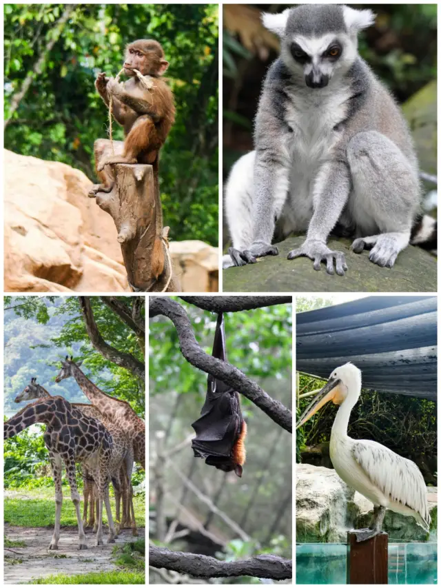 萌娃必體驗動植物園——新加坡動物園