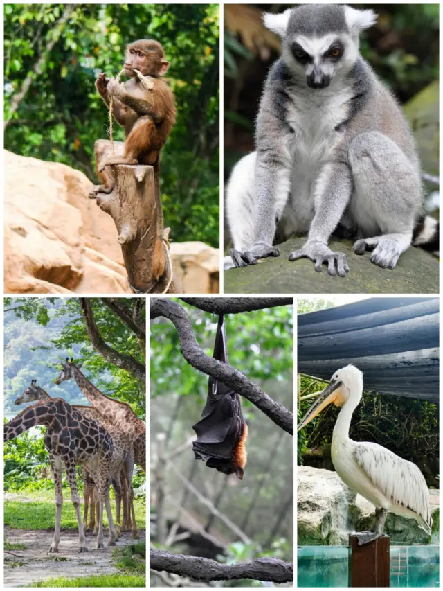 萌娃必体验動植物園——シンガポール動物園