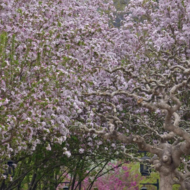 Taoranting Park’s beauty 🌸🌳 