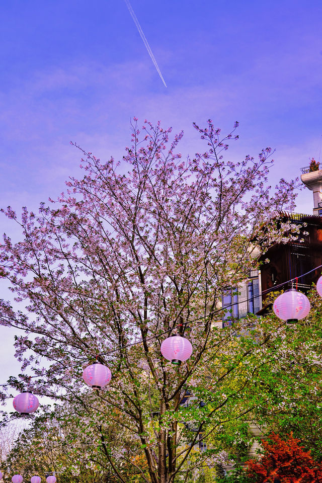 魔都最美的櫻花市集，淋一場粉色花雨