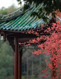 棠湖公園旅遊攻略