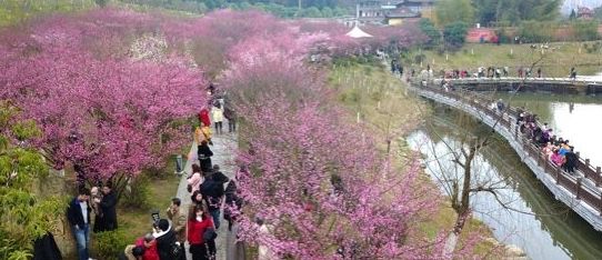 （收藏）開啟春天的浪漫，來一場踏春賞梅之旅~