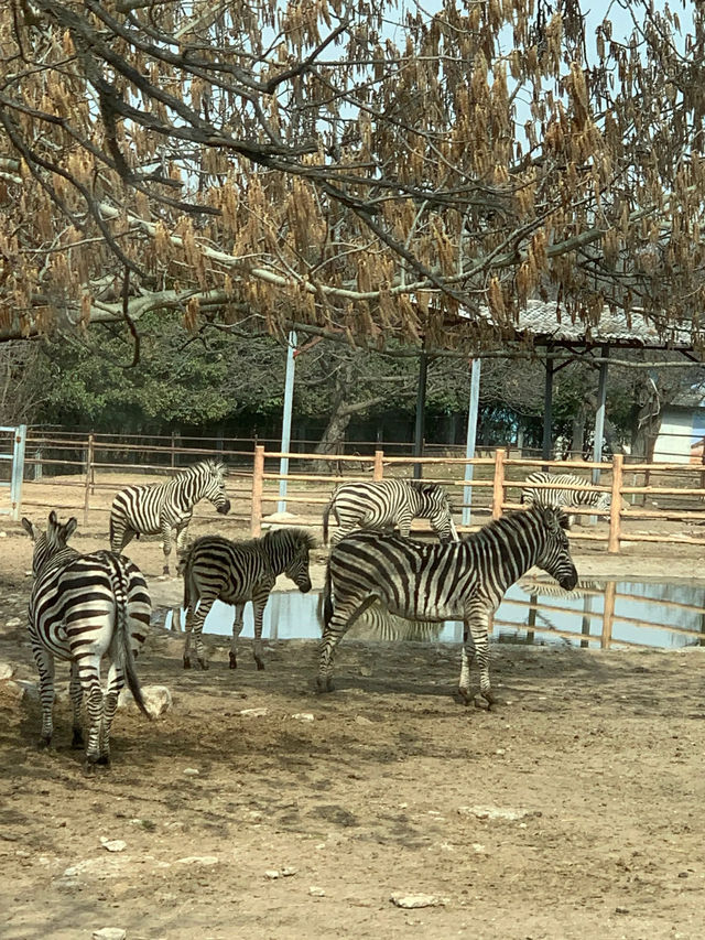 西安秦嶺野生動物園｜一日遊