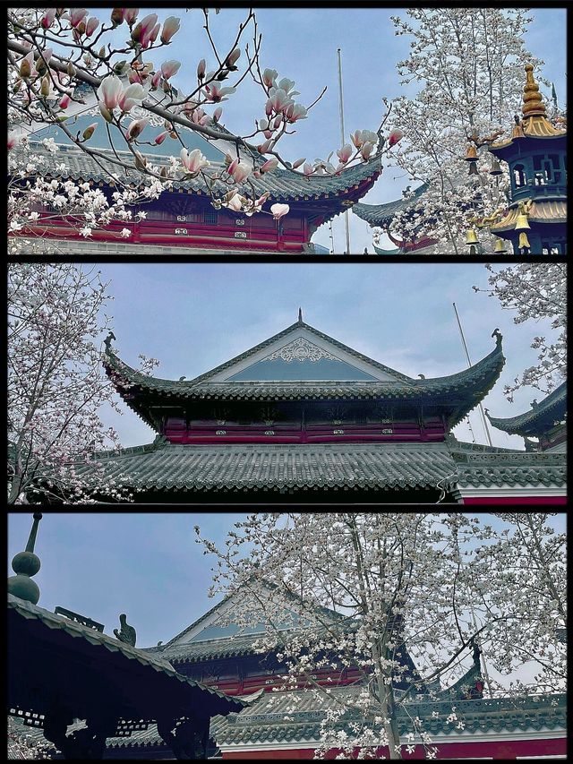 又是一年玉蘭花開時今日長春觀 Live圖