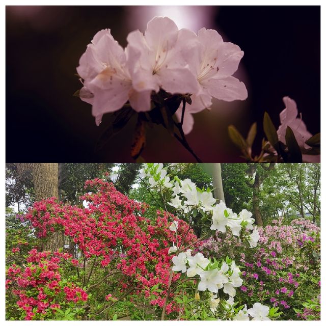 樂享花事 不負春光--中科院武漢植物園杜鵑園