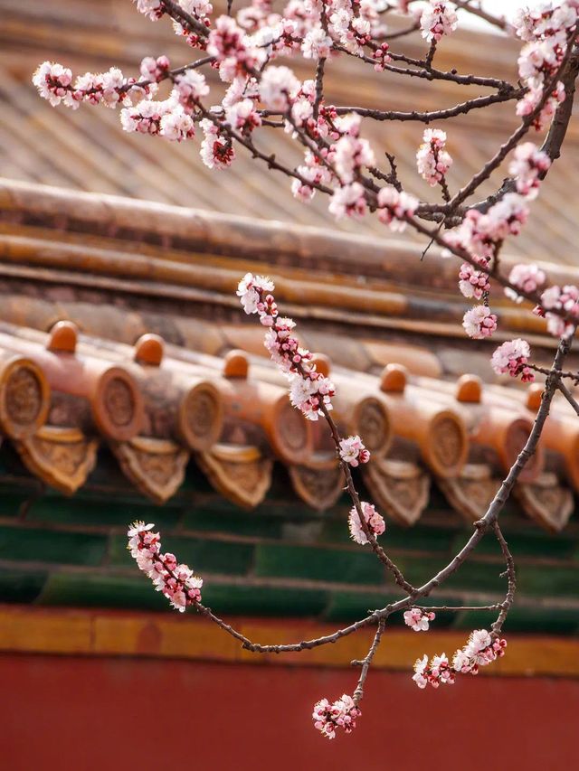 Spring Majesty at the Palace Museum🌸🏰