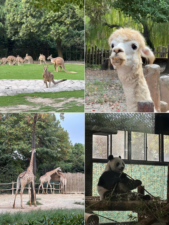 上海周末遛娃好去處野生動物園一日遊攻略