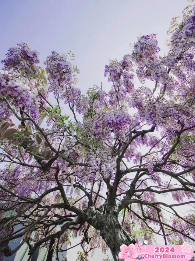 Shanghai's Chenshan Botanical Garden 🌿🌸 💜