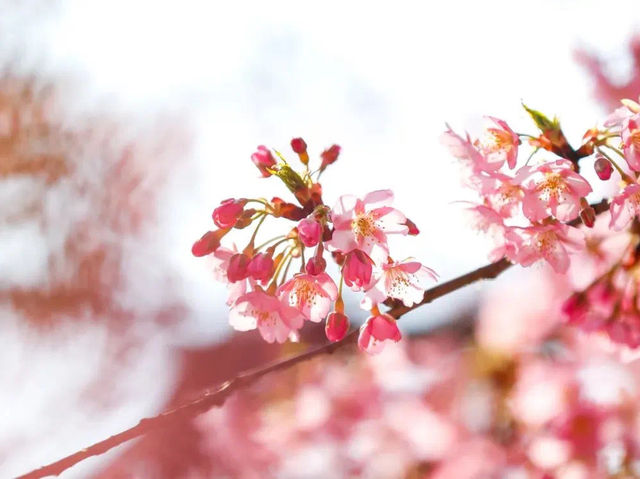  🌸🌿 Spring's Pink Splendor: Hejin Cherry Blossoms at Chenshan Botanical Garden 🌸🌿