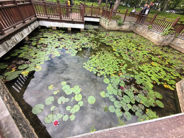 城市公園圖鑑|和平公園