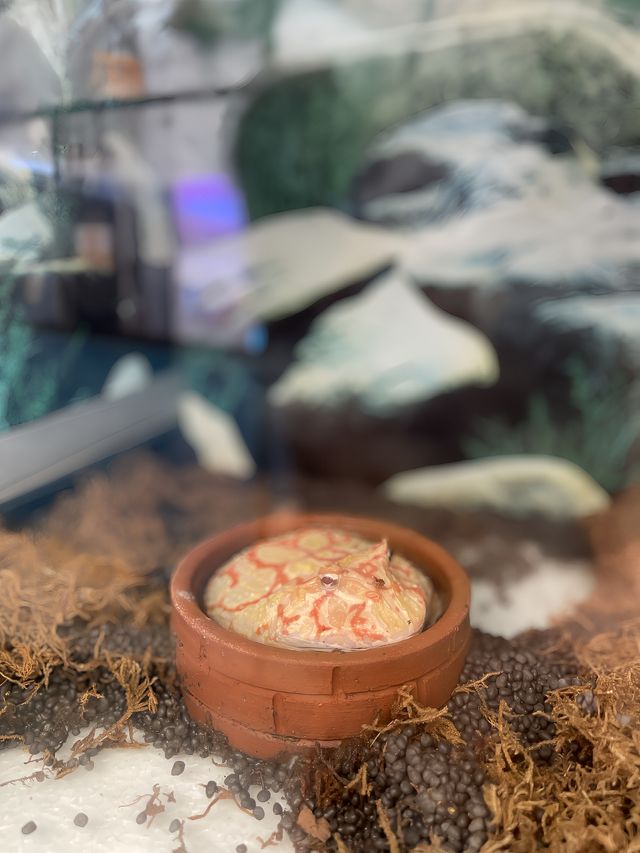 不可錯過的泰國·芭提雅·海底世界
