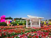 廣州南沙百萬葵園，春季賞花聖地。