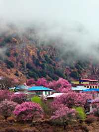 西藏林芝桃花節又快來了 你準備好了嗎。