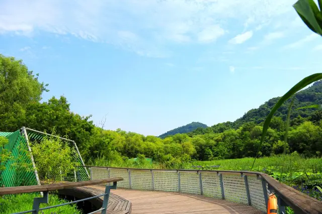 感受江洋畈的翠綠和幽靜