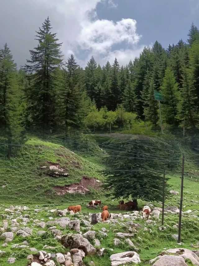 每週一山|逃離酷暑，奔向山野，忻州荷葉坪