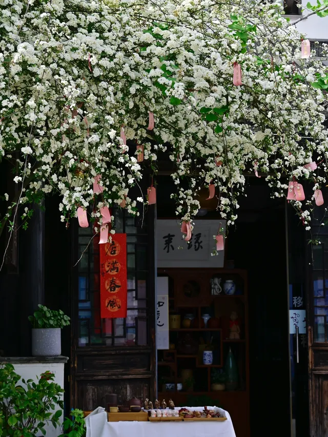 蘇州4月賞花｜四月平江路頂流，木香花開了
