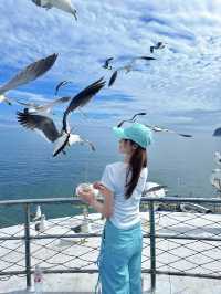海獺島太美了不愧是海鷗的王國