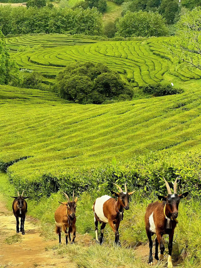 葡萄牙仙境Azores ,欧洲夏威夷名不虛傳！
