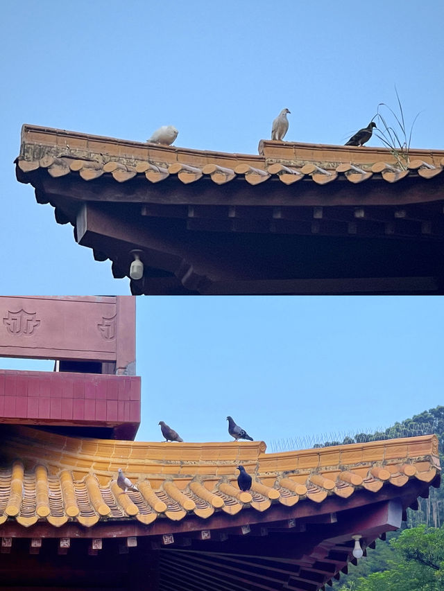 廈門石室禪院｜莫向外求，但從心覓