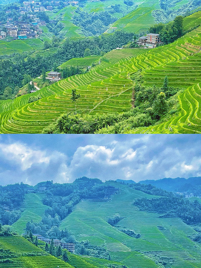 龍脊梯田｜｜八月份一定要去打卡一次
