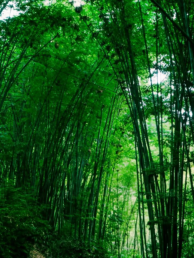 這裡竹林茂密，空氣清新，擁有世界上面積最大的天然竹林