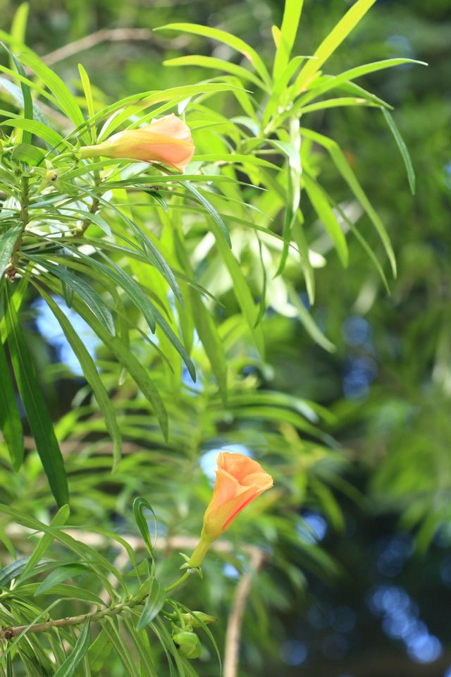 西雙版納|中科院植物園•體驗綠野仙蹤