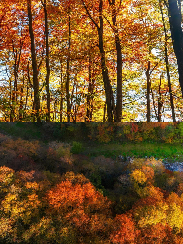 人生建議：一定要在秋天去一次光霧山看紅葉！