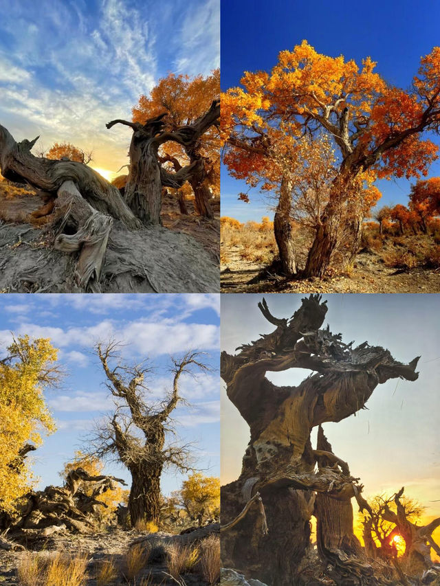 新疆胡楊林｜10月不可錯過的金色風景10個賞胡楊林的景點。