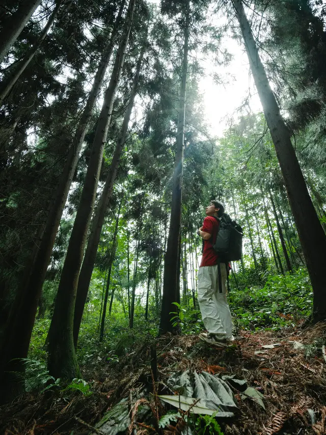 1 hour's drive from Chengdu, I found this forest full of negative oxygen ions. 