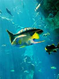 【海洋奇觀】達拉斯世界水族館｜探索美國德克薩斯州的海底世界。