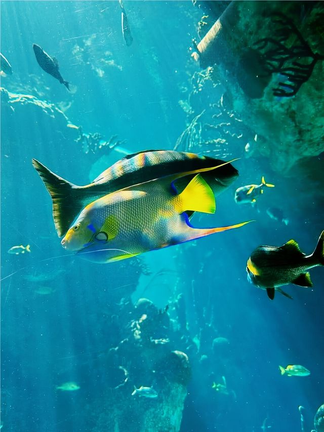 【海洋奇觀】達拉斯世界水族館｜探索美國德克薩斯州的海底世界。