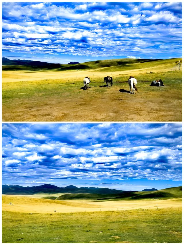 雲遊甘南丨必去的兩大高原濕地。