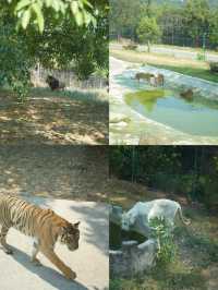 重慶自己的野生動物園您確定不帶孩子來玩嗎？。