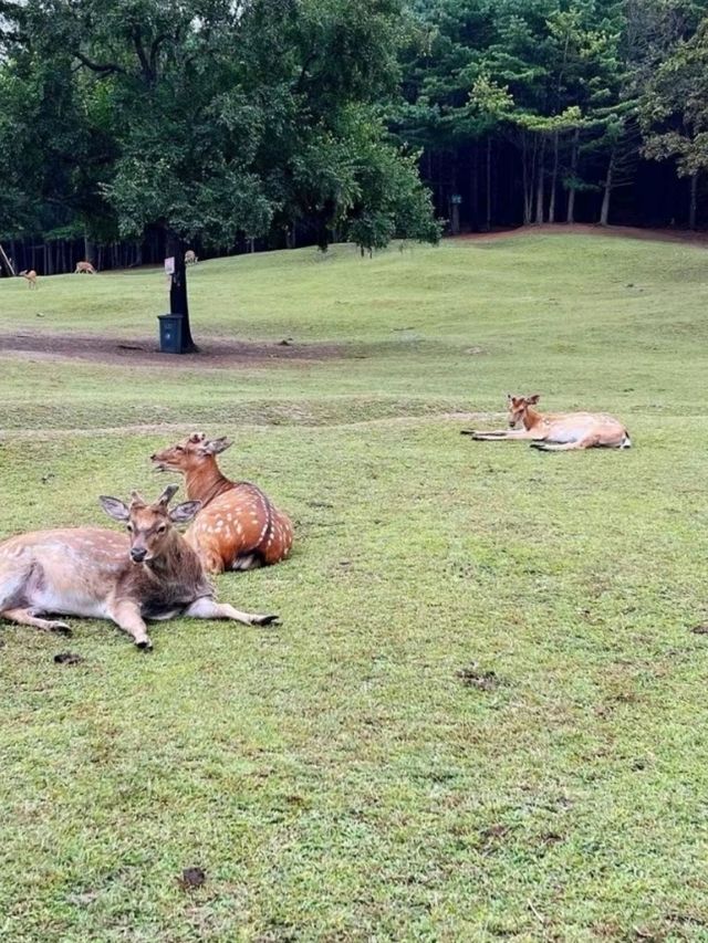 飛瀧金山鹿園