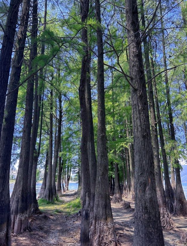 龍坎碼頭：一場心靈之旅的溫柔邀約。