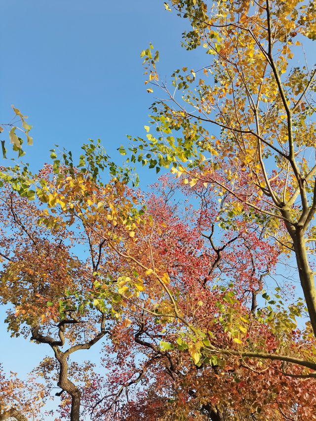 南京中山植物園| 官宣進入最佳觀賞期。